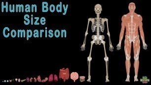 'Human Body  and Human Body Size Comparison | Human Anatomy Size Comparisons'