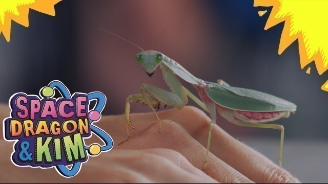 'Praying Mantises! - Educational Video For Kids! | Space Dragon & Kim'