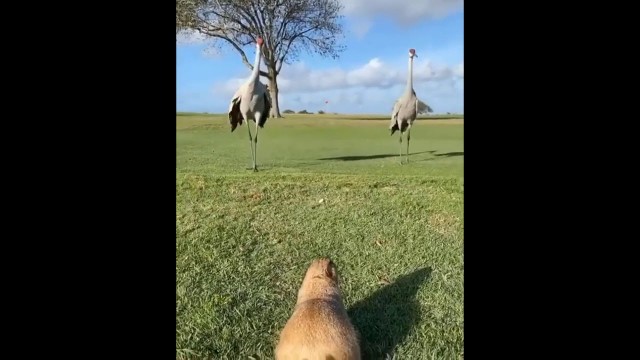 animals for kids|Best Of The 2020 Funny Animal Videos|animals for kids to learn
