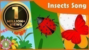 'Insects Song for kids | Toddler Rhymes | Educational Songs | Bindi\'s Music & Rhymes'