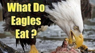 What Do Eagles Eat? - Bald Eagle Facts