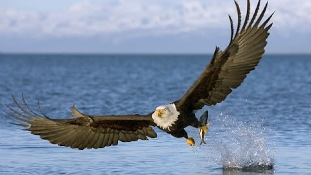 The American Bald Eagle - Wildlife Documentary