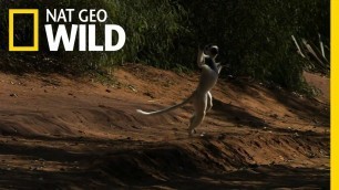 'Leaping Lemurs | Animal Dance Battles'