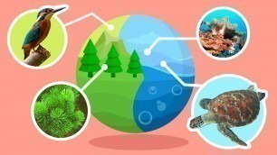 'Natural Habitats and Ecosystems - Compilation Video - Science for Kids'