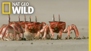 'Crabby Eaters | Animal Dance Battles'