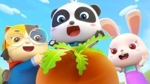 'Let\'s Pull out the Big Carrot | for Kids | Nursery Rhymes | Kids Songs | Panda Cartoon | BabyBus'