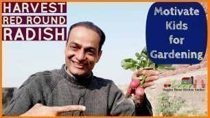 'Harvest Red Round Radish to motivate Kids for Gardening'