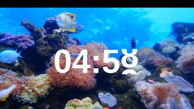 '5 Minute Timer Relaxing Music Lofi Fish Background'