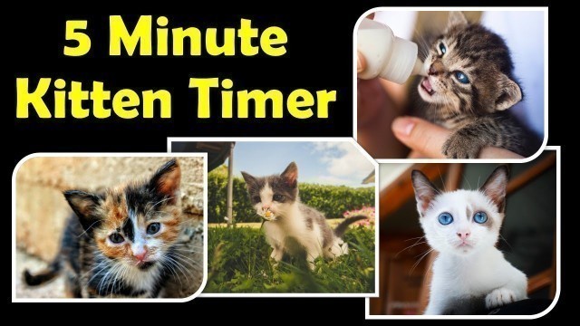 '5 Minute Kitten Countdown Timer - Timers for Kids - Classroom Countdown Timer with Music'