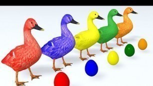 'Learn Colors with Animals Cartoon for Children Ducks and Surprise Eggs  Learn Animal Name & Sound'