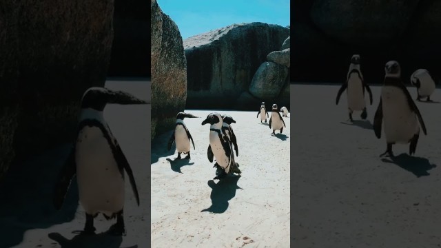 'penguin# short video❤'