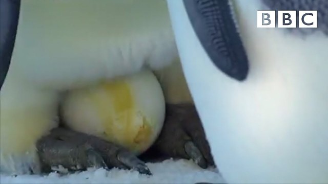 'The spectacular sight of an Emperor Penguin laying her egg | Penguins: Spy in the Huddle - BBC'