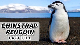 'Chinstrap Penguin facts: they wear HELMETS  