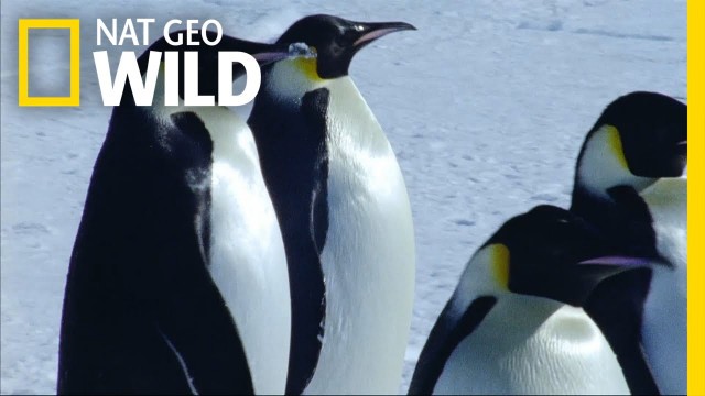 'Emperor Penguin Migration | Deep Blue'