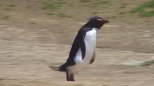 'Funny Penguin Video 2 - Rockhopper Penguins'