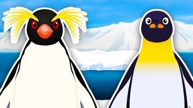 'Funky Penguin Dance! | Animal Sounds Song for Kids | Kids Learning Videos'