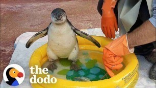 'Watch This Guy Help A Baby Penguin Overcome Her Fear Of Water | The Dodo Saving The Wild'