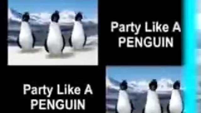 'Penguin Videos a Hit with Boys and Girls | Lots & Lots of Penguins | James Coffey'