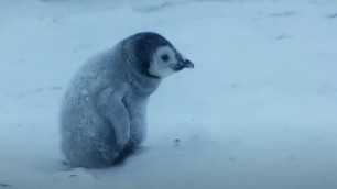 'Baby Penguin Must Find Mother Before Freezing | Snow Chick: A Penguin\'s Tale | BBC Earth'