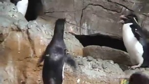 'Cutest Penguin Babies and Parents at Play | Lots & Lots of Penguins | James Coffey'