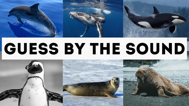 'Educational video for kids. Guess the sound. Dolphin Whale Penguin Seal Walrus Orca Pelican. Photo'