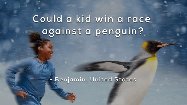 'Could a kid win a race against a penguin?'