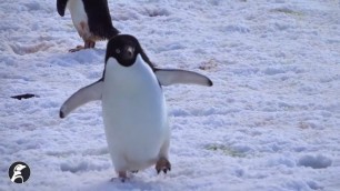 'World Penguin Day PSA - Why do Adelie penguins slide on their bellies?'