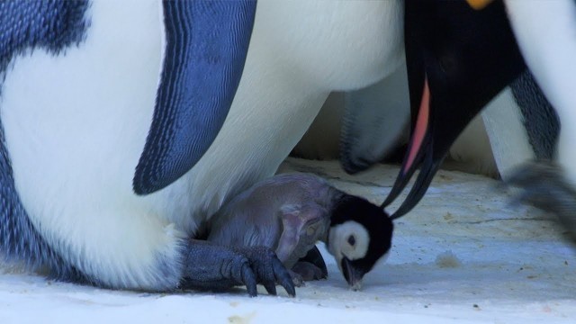 'Baby Penguin Transfer | Snow Chick: A Penguin\'s Tale | BBC Earth'