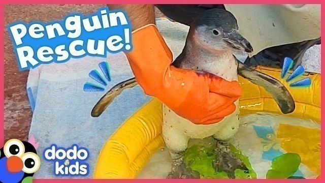 'Rescued Penguin Is So Afraid of Water! What Will Her Rescuers Do? | Dodo Kids | Rescued!'