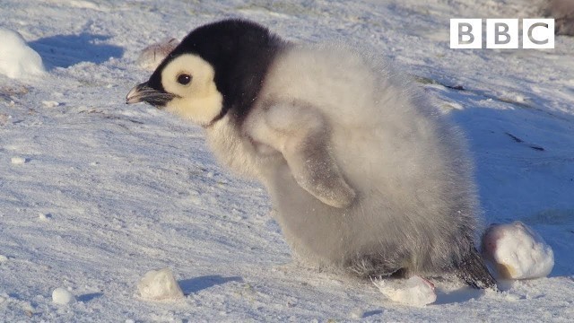 'Super cute penguin chick tries to make friends | Snow Chick: A Penguin\'s Tale - BBC'