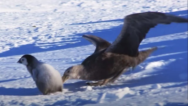 'Baby Penguin Dodges Predators | Snow Chick: A Penguin\'s Tale | BBC Earth'