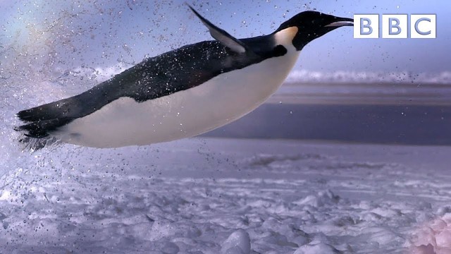 'How does a penguin launch itself from the sea? - The Wonder of Animals | BBC'