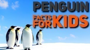 'Penguin Facts for Kids | Penguin Facts for Kindergarten'