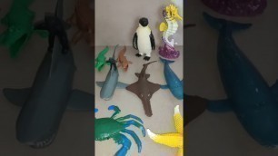 'blue whale,shark,Penguin,crab, Starfish - satisfying video toy for kids'