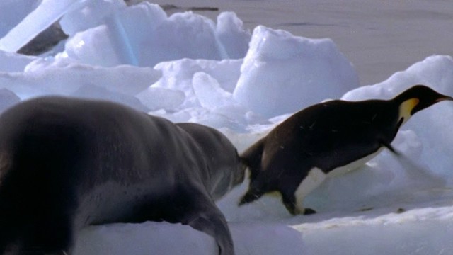 'Leopard Seal Kills Emperor Penguin | Blue Planet | BBC Earth'