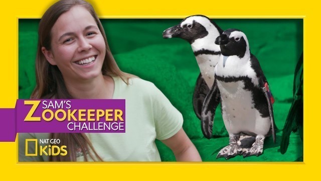 'Adorable Penguin Party | Sam\'s Zookeeper Challenge'