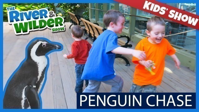 'PENGUIN CHASE! BOYS LOOK FOR PENGUINS AT TORONTO ZOO - TV FOR KIDS'