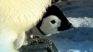 'Penguin Races to Feed Her Starving Chick | Snow Chick: A Penguin\'s Tale | BBC Earth'