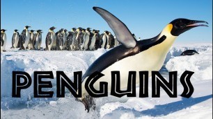 'All About Penguins for Kids: Penguins of the World for Children - FreeSchool'