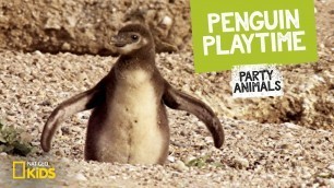 'Penguin Playtime feat. Parry Gripp (Music Video) 