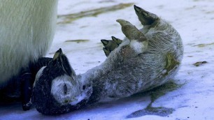 'Emperor Penguin Mourns the Death of Chick | BBC Earth'