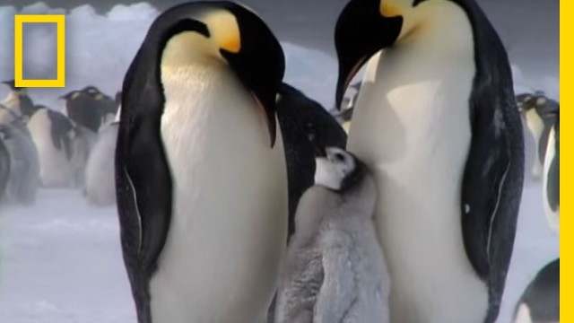 'Penguin Parent Patrol | National Geographic'