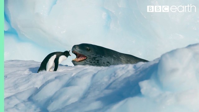 'Tiny Penguin Makes a Deadly Dash From Giant Leopard Seal | Seven Worlds, One Planet | BBC Earth'