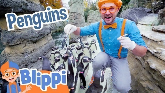 'Blippi Visits Penguins at the Zoo! | Educational Animal Videos for Kids'