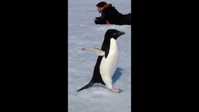 'Run, Penguin, Run!'