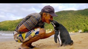 'Jinjing The Penguin - Swims 5000 Miles Every Year To Visit The Man Who Saved Him'