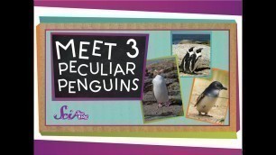 'Meet 3 Peculiar Penguins | Animal Science for Kids'