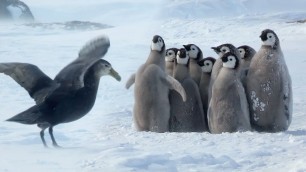 'Penguin chicks rescued by unlikely hero | Spy In The Snow | BBC Earth'