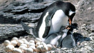 'What Mother Penguin Laying Egg And Feeding Her Baby So Sweet'