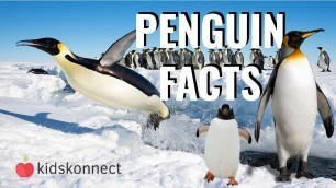 'Penguin Facts For Kids'